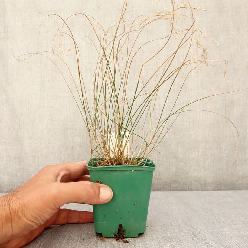 Exemplaar van Poa glauca Blue Hills - Blauwzwenkgras Kweekpotje van 8/9 cm zoals geleverd in de zomer
