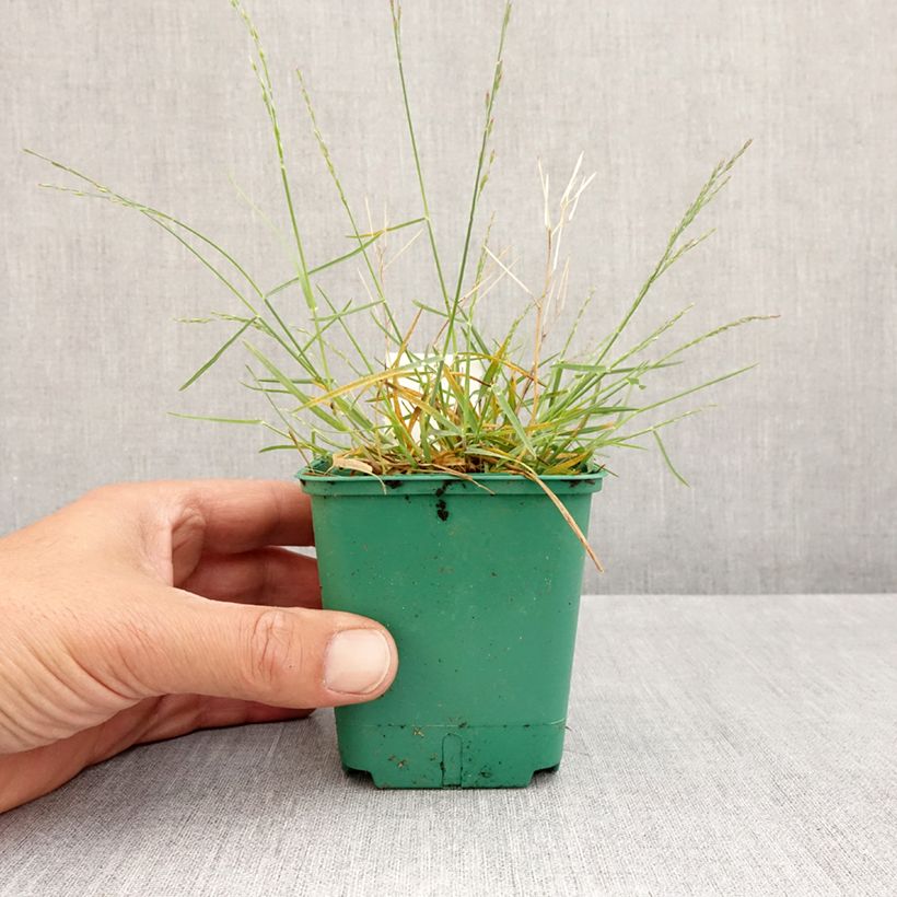 Exemplaar van Poa glauca Blue Hills - Blauwzwenkgras Kweekpotje van 8/9 cm zoals geleverd in de lente