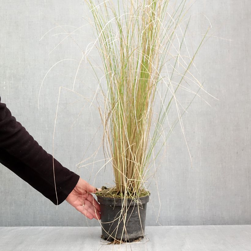 Exemplaar van Poa labillardieri - Beemdgras Pot van 2 l/3 l zoals geleverd in de herfst