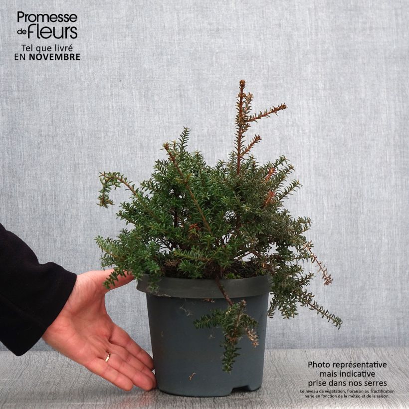 Exemplaar van Podocarpus lawrencii Red Tip - Tasmaanse conifeer Pot van 2 l/3 l zoals geleverd in de herfst