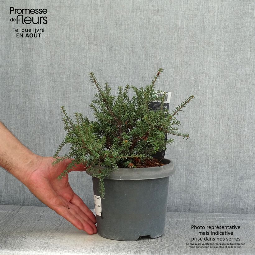 Exemplaar van Podocarpus lawrencii Red Tip - Tasmaanse conifeer Pot van 2 l/3 l zoals geleverd in de zomer