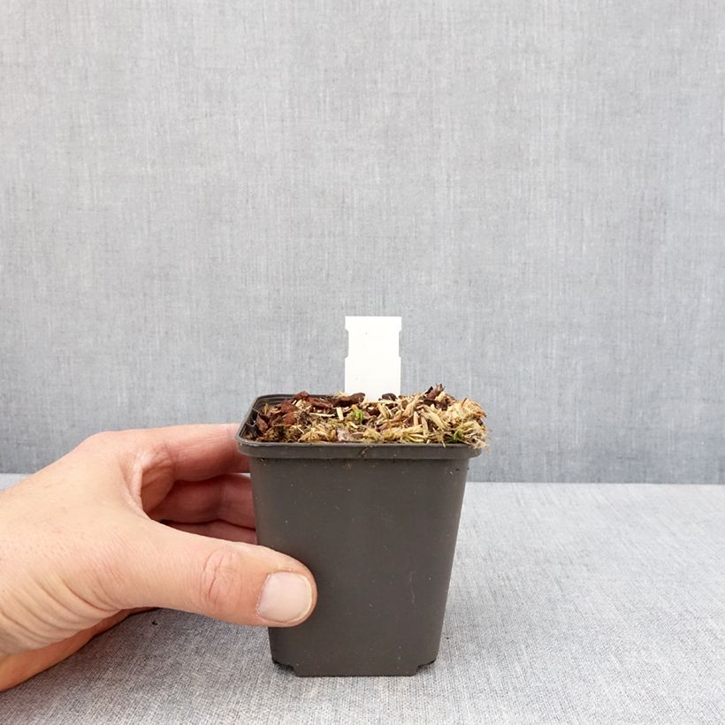 Exemplaar van Podophyllum delavayi - Voetblad Kweekpotje van 8/9 cm zoals geleverd in de lente