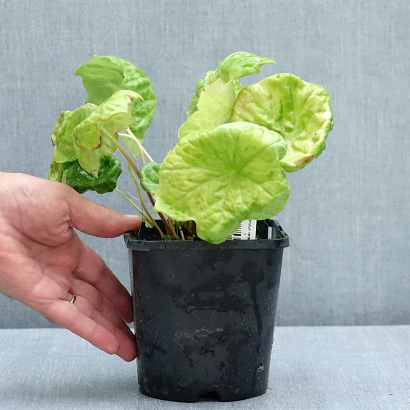 Exemplaar van Podophyllum Spotty Dotty - Voetblad Pot van 1 l/1,5 l zoals geleverd in de zomer
