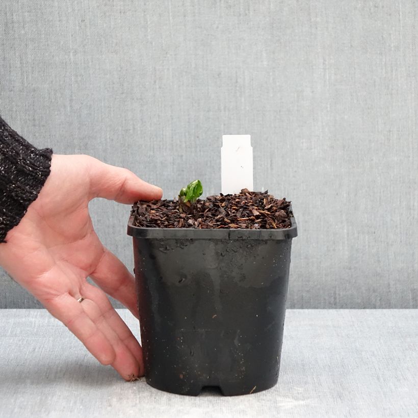 Exemplaar van Podophyllum Spotty Dotty - Voetblad Pot van 1 l/1,5 l zoals geleverd in de winter