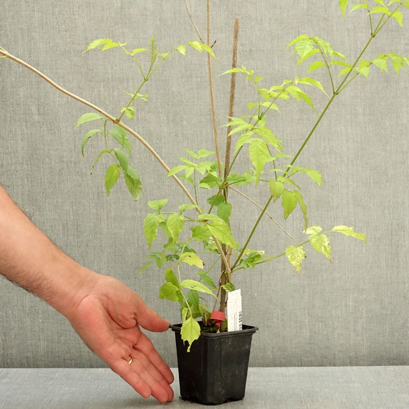 Exemplaar van Podranea ricasoliana Comtesse Sarah - Trompetklimmer Pot van 12 cm / 13 cm zoals geleverd in de zomer