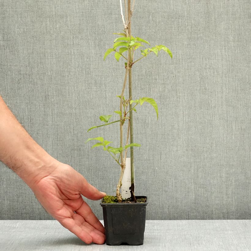 Exemplaar van Podranea ricasoliana Comtesse Sarah - Trompetklimmer Pot van 12 cm / 13 cm zoals geleverd in de lente