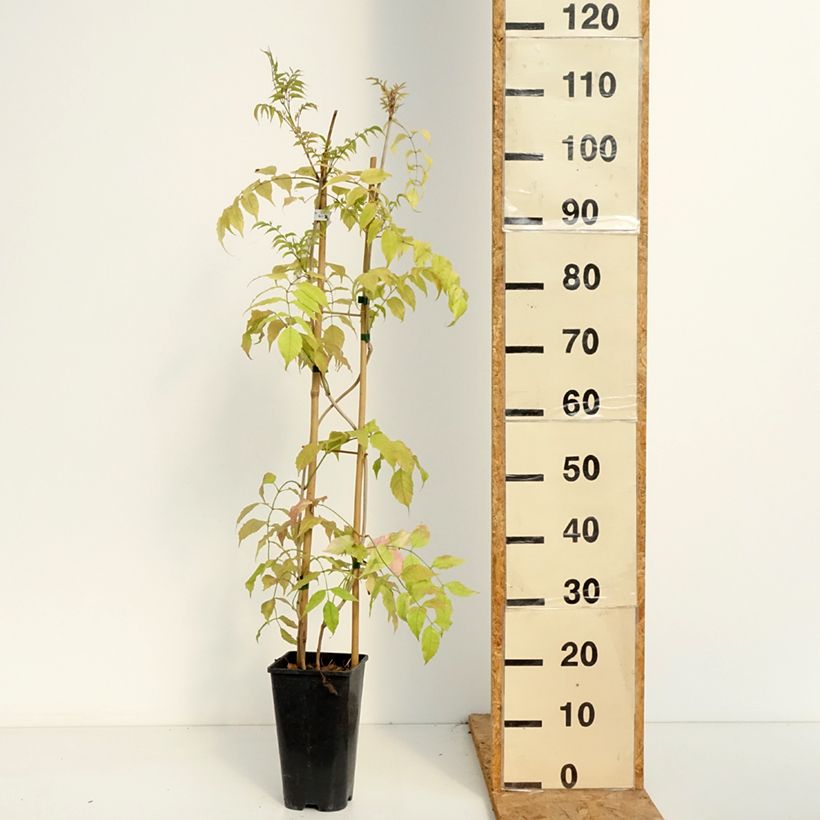 Exemplaar van Podranea ricasoliana Comtesse Sarah - Trompetklimmer Pot van 2 l/3 l zoals geleverd in de zomer