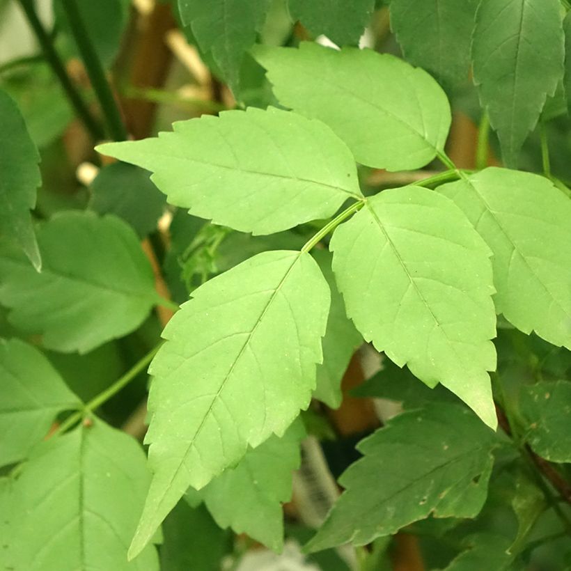 Podranea ricasoliana Comtesse Sarah - Trompetklimmer (Blad)