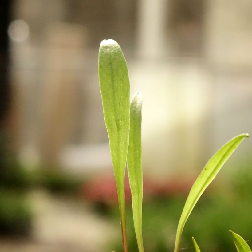 Pogonia ophioglossoides - Moerasorchidee (Blad)