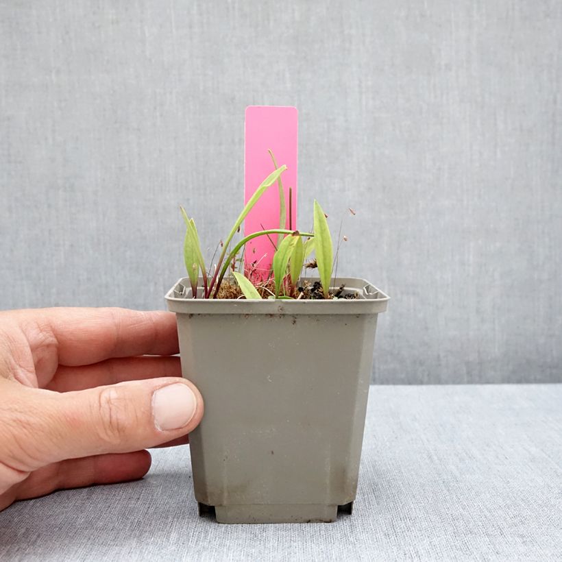 Exemplaar van Pogonia ophioglossoides - Moerasorchidee Kweekpotje van 8/9 cm zoals geleverd in de zomer