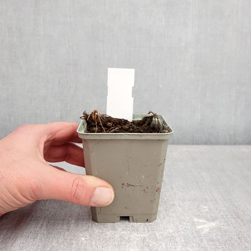 Exemplaar van Pogonia ophioglossoides - Moerasorchidee Kweekpotje van 8/9 cm zoals geleverd in de winter