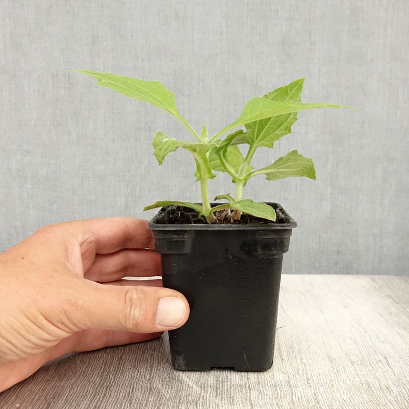 Exemplaar van Yacon BIO - Smallanthus sonchifolius Kweekpotje van 8/9 cm zoals geleverd in de zomer
