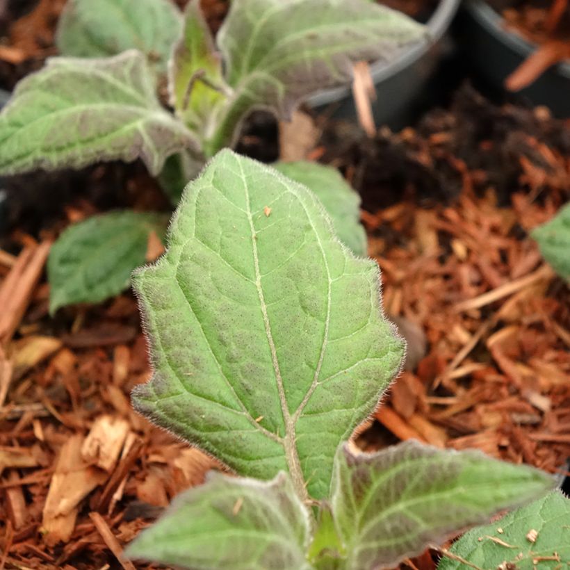 Yacon Morado - Smallanthus sonchifolius (Blad)