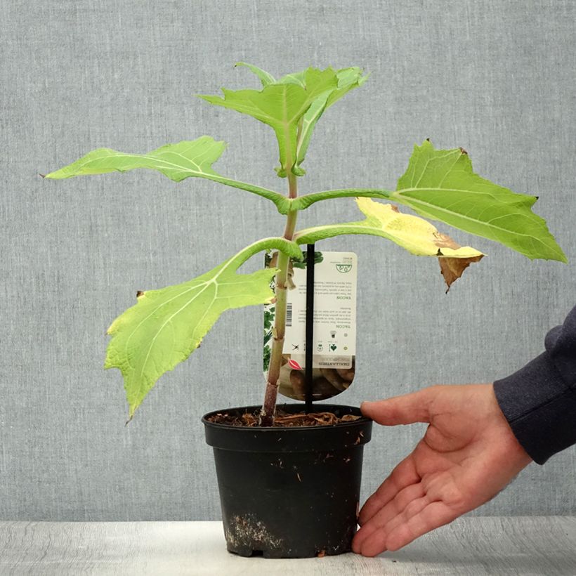 Exemplaar van Yacon - Smallanthus sonchifolius Pot van 1,5 l/2 l zoals geleverd in de zomer