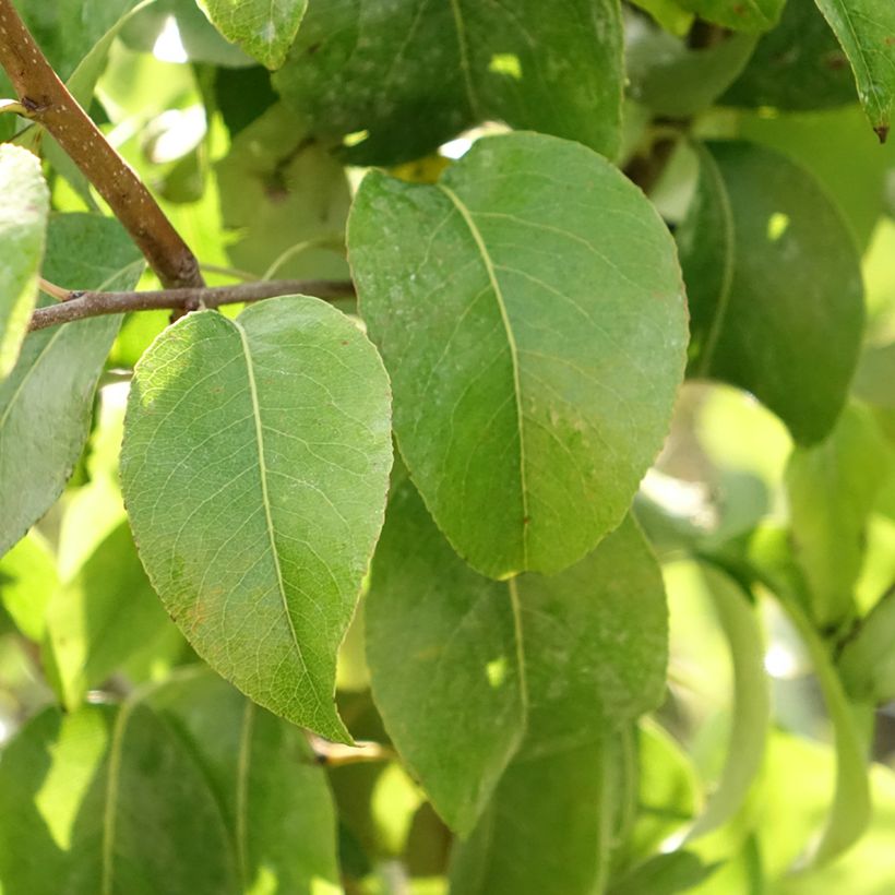 Perenboom Beurré Giffard (Blad)