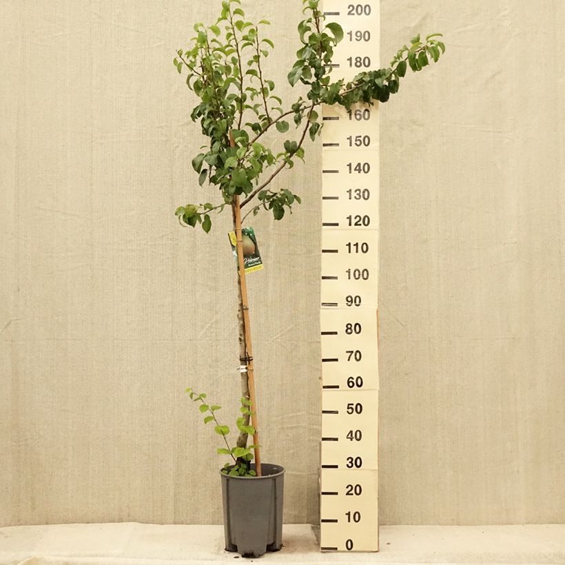 Exemplaar van Perenboom Beurre Hardy Pot van 7,5 l/10 l, Half-hoge stam zoals geleverd in de zomer