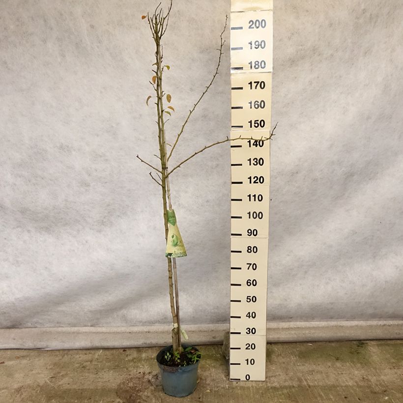 Exemplaar van Perenboom Charneux/Legipont Pot van 7,5 l/10 l, Half-hoge stam zoals geleverd in de herfst