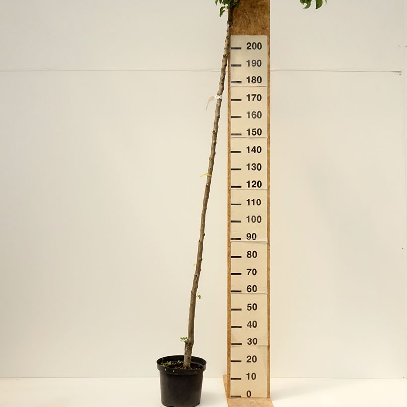 Example of Perenboom Charneux/Legipont Pot van 7,5 l/10 l, Hoogstam as you get in printemps