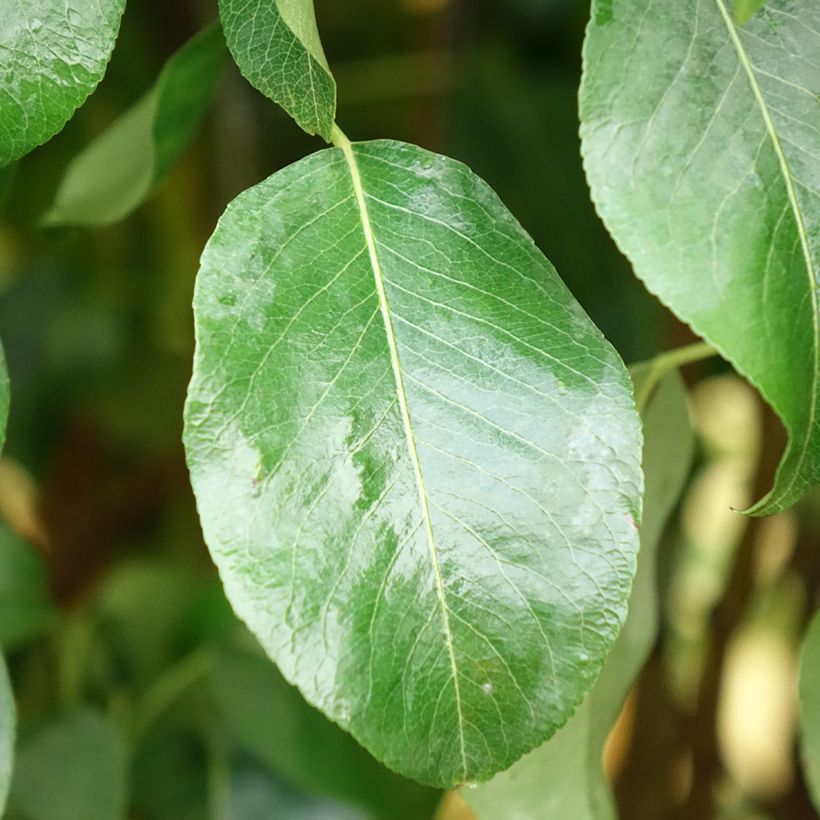 Perenboom Clapp's Favorite (Blad)