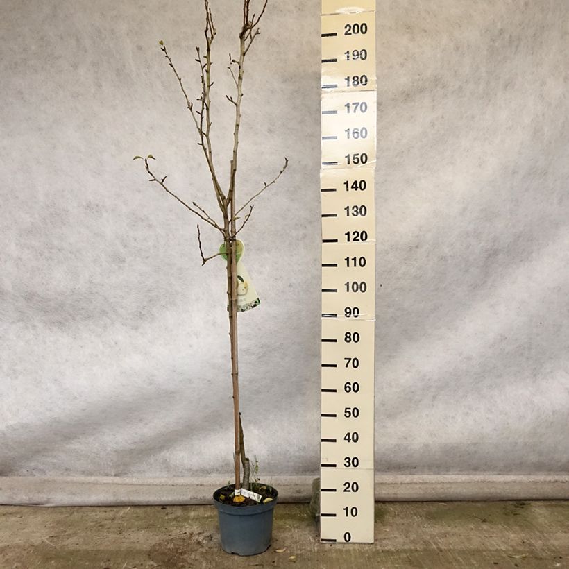 Exemplaar van Perenboom Clapp's Favorite Pot van 7,5 l/10 l, Half-hoge stam zoals geleverd in de herfst