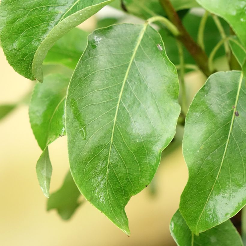 Zuilvormige perenboom Londen (Blad)