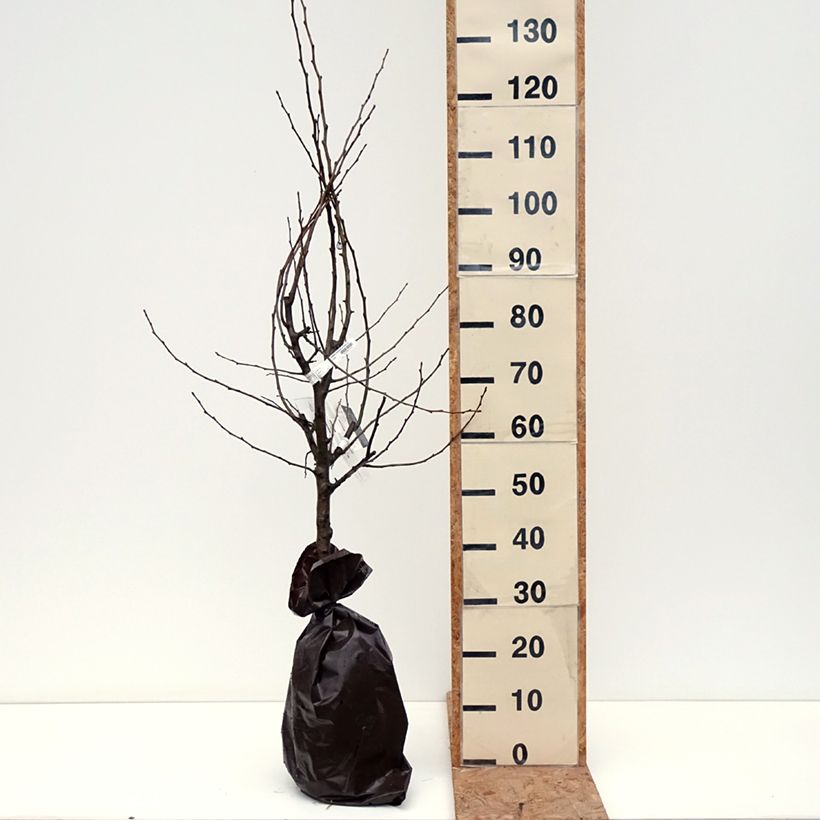 Exemplaar van Perenboom Gravin van Parijs Georges Delbard Plantklare kluit, Kelkvormig zoals geleverd in de herfst