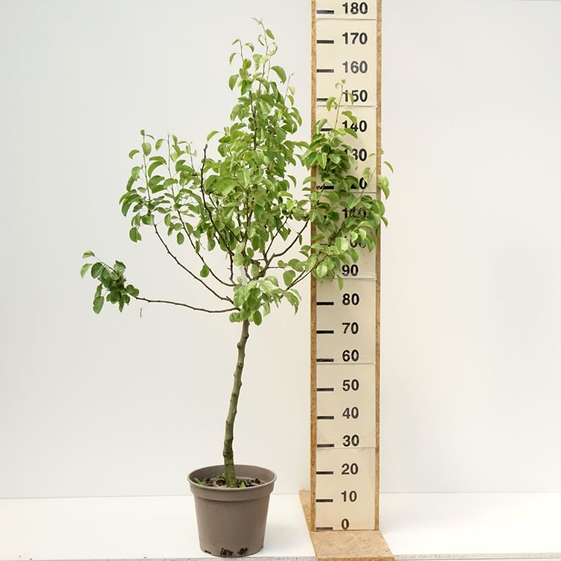 Exemplaar van Perenboom Gravin van Parijs Georges Delbard Pot van 7,5 l/10 l, Kelkvormig zoals geleverd in de lente