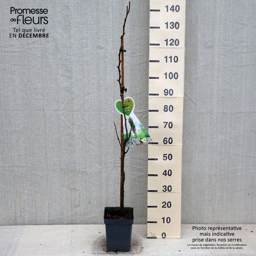 Exemplaar van Zuilvormige perenboom Condo Pot van 4 l/5 l, Dwerg zoals geleverd in de herfst