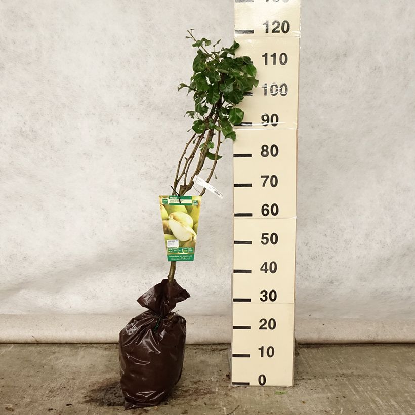 Exemplaar van Perenboom Delbardélice Georges Delbard Plantklare kluit, Kelkvormig zoals geleverd in de zomer