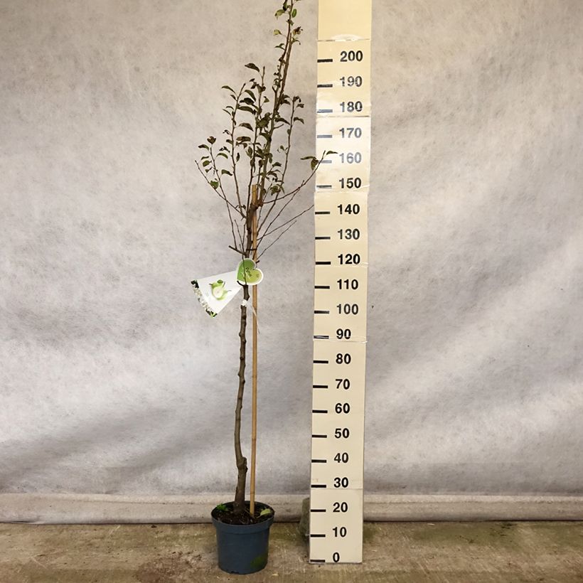 Exemplaar van Perenboom Doyenné du Comice Pot van 7,5 l/10 l, Half-hoge stam zoals geleverd in de herfst