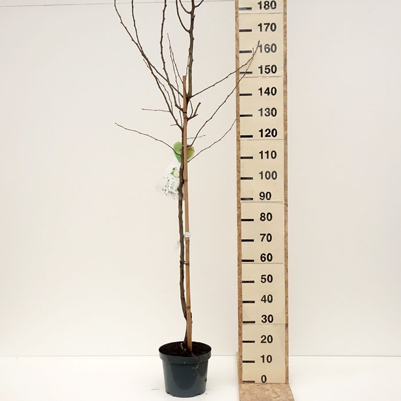 Exemplaar van Perenboom Doyenné du Comice Pot van 7,5 l/10 l, Half-hoge stam zoals geleverd in de winter