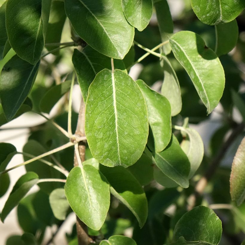Perenboom Dubbele Philip (Blad)