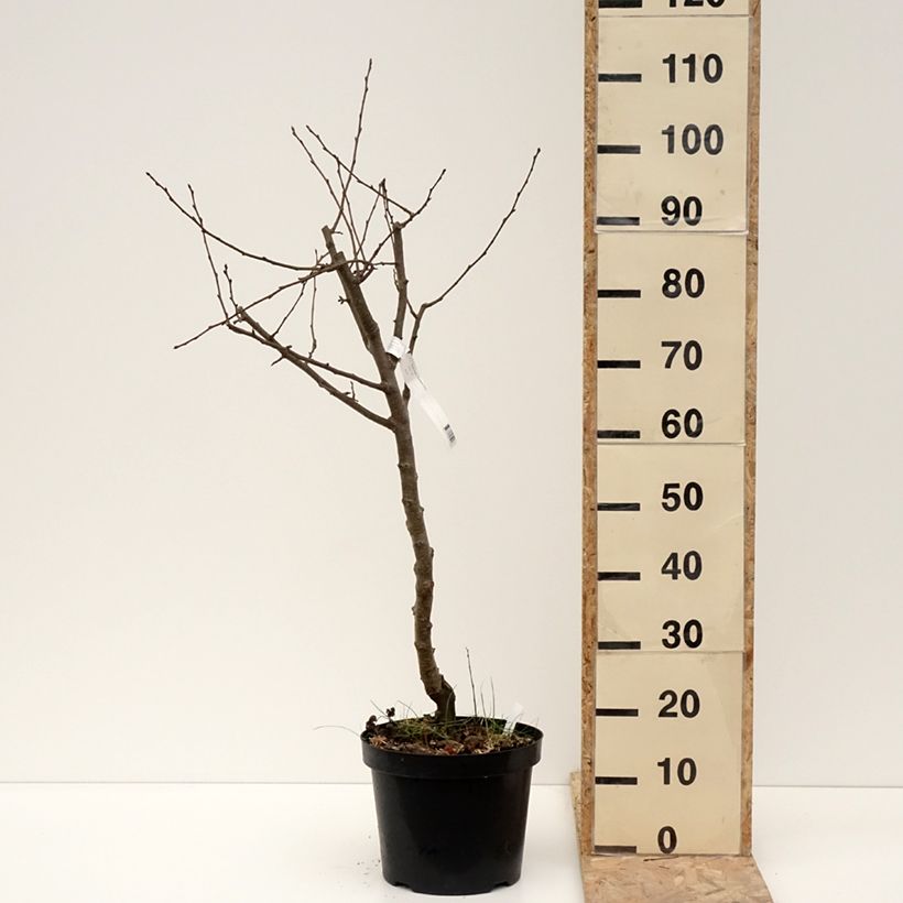 Exemplaar van Perenboom Dubbele Philip Pot van 7,5 l/10 l, Half-hoge stam zoals geleverd in de winter