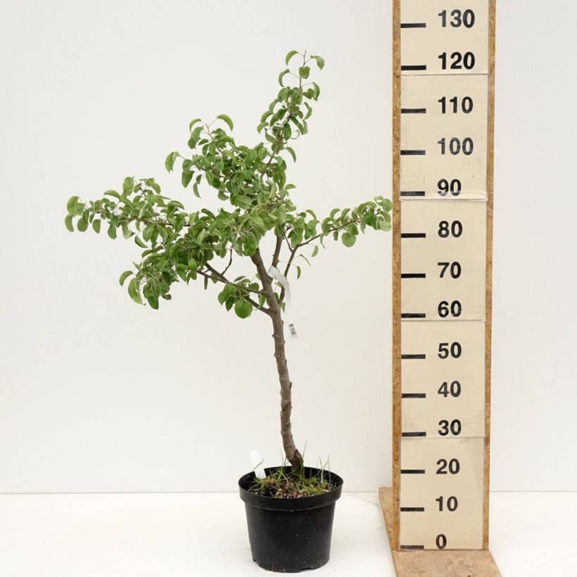 Exemplaar van Perenboom Dubbele Philip Pot van 7,5 l/10 l, Half-hoge stam zoals geleverd in de lente