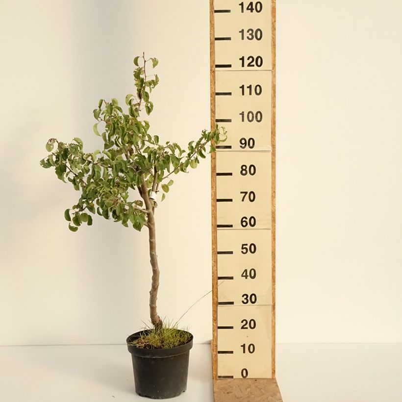 Exemplaar van Perenboom Dubbele Philip Pot van 7,5 l/10 l, Half-hoge stam zoals geleverd in de zomer