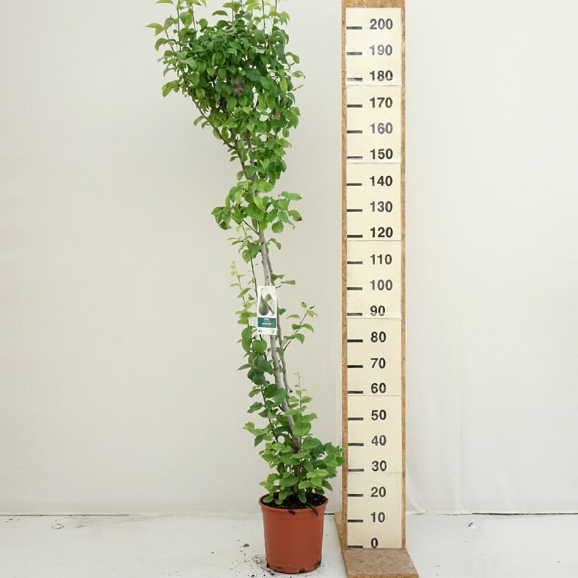 Exemplaar van Duo-perenboom Conference + Williams Pot van 7,5 l/10 l zoals geleverd in de zomer
