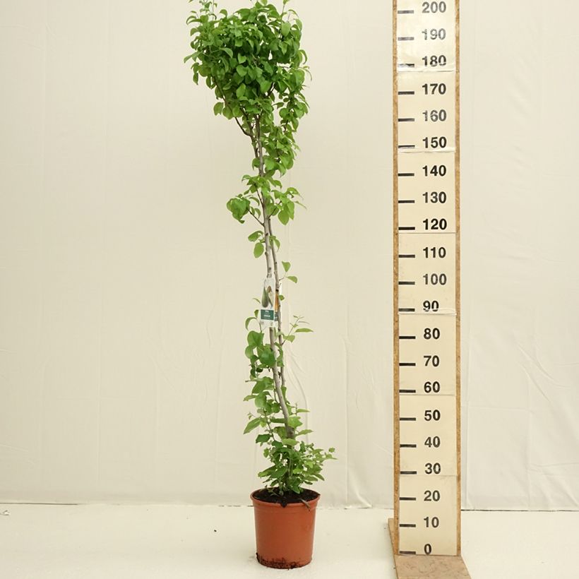 Exemplaar van Duo-perenboom Conference + Williams Pot van 7,5 l/10 l zoals geleverd in de lente