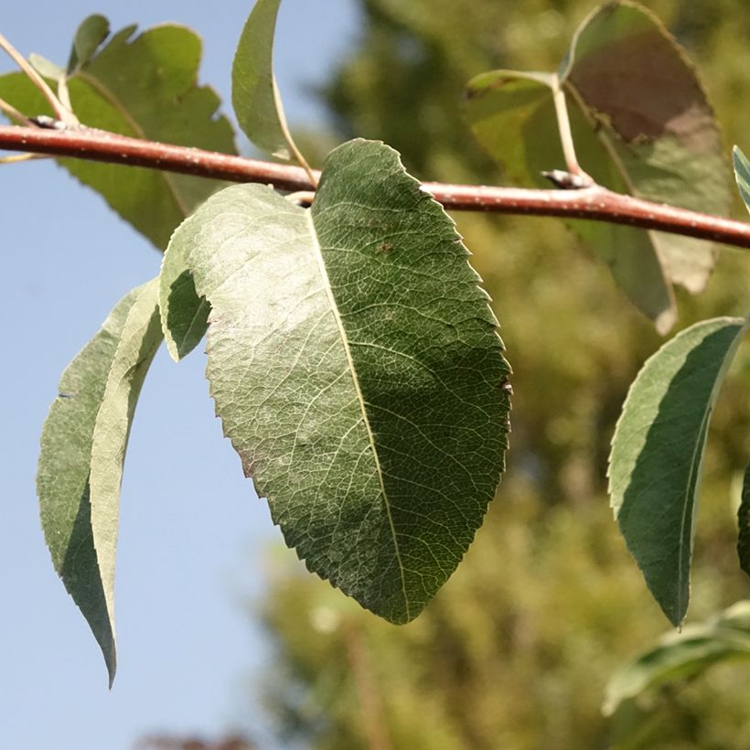 Perenboom Durondeau (Blad)