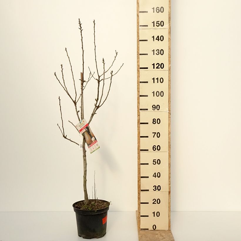 Exemplaar van Poirier Epine du Mas - Duc de Bordeaux Pot de 7,5L/10L, Gobelet zoals geleverd in de winter