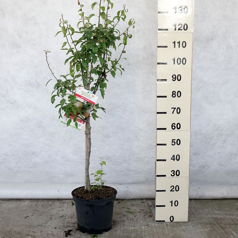 Exemplaar van Perenboom Epine du Mas Pot van 7,5 l/10 l, Kelkvormig zoals geleverd in de zomer