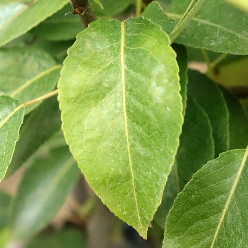 Perenboom Epine du Mas (Blad)