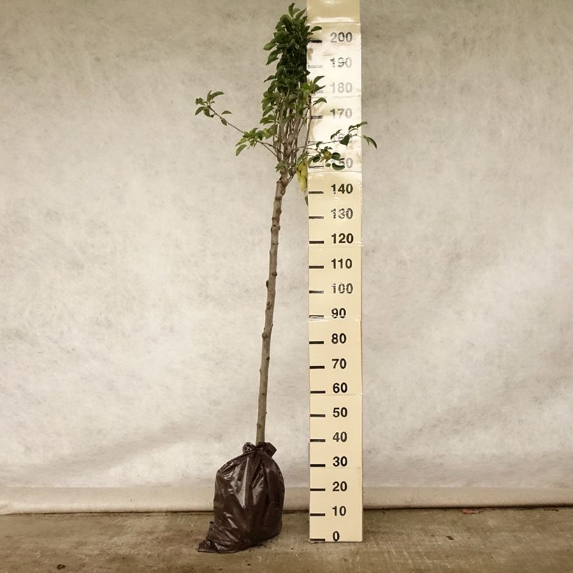 Exemplaar van Perenboom Fertilia Delbard Delbard Plantklare kluit, Half-hoge stam zoals geleverd in de zomer