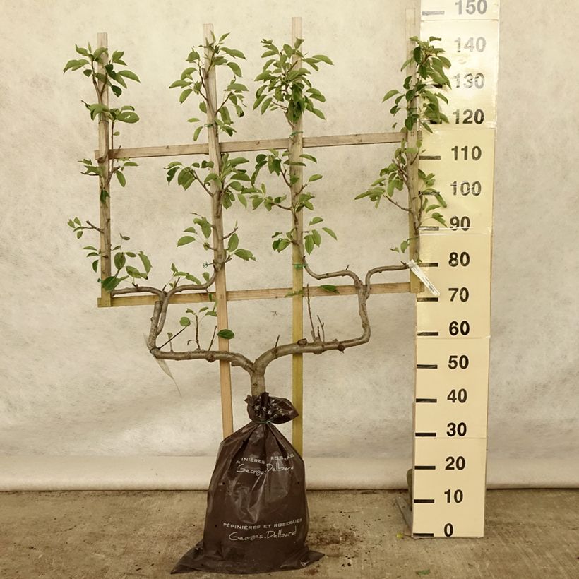 Exemplaar van Perenboom Fertilia Delbard Delbard Plantklare kluit, Dubbel U-palmet zoals geleverd in de zomer