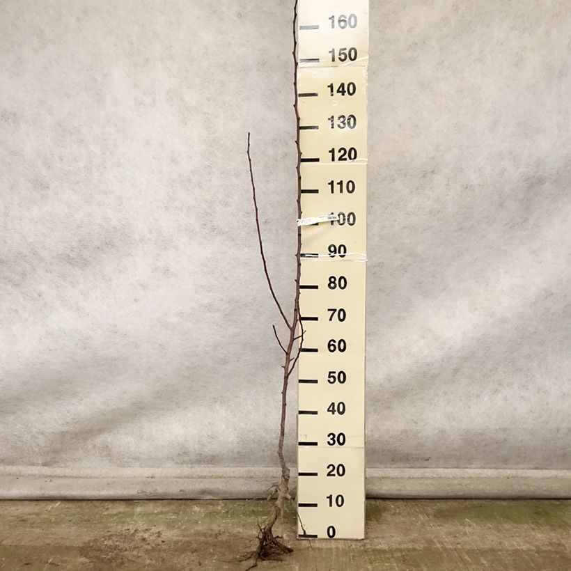 Exemplaar van Perenboom Fertilia Delbard Delbard Naakte wortel, Onderstam zoals geleverd in de herfst