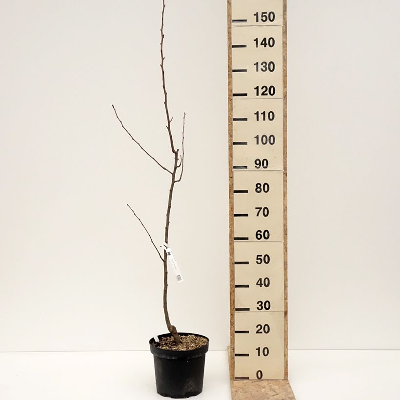 Exemplaar van Perenboom Generaal Leclerc Pot van 7,5 l/10 l, Onderstam zoals geleverd in de winter