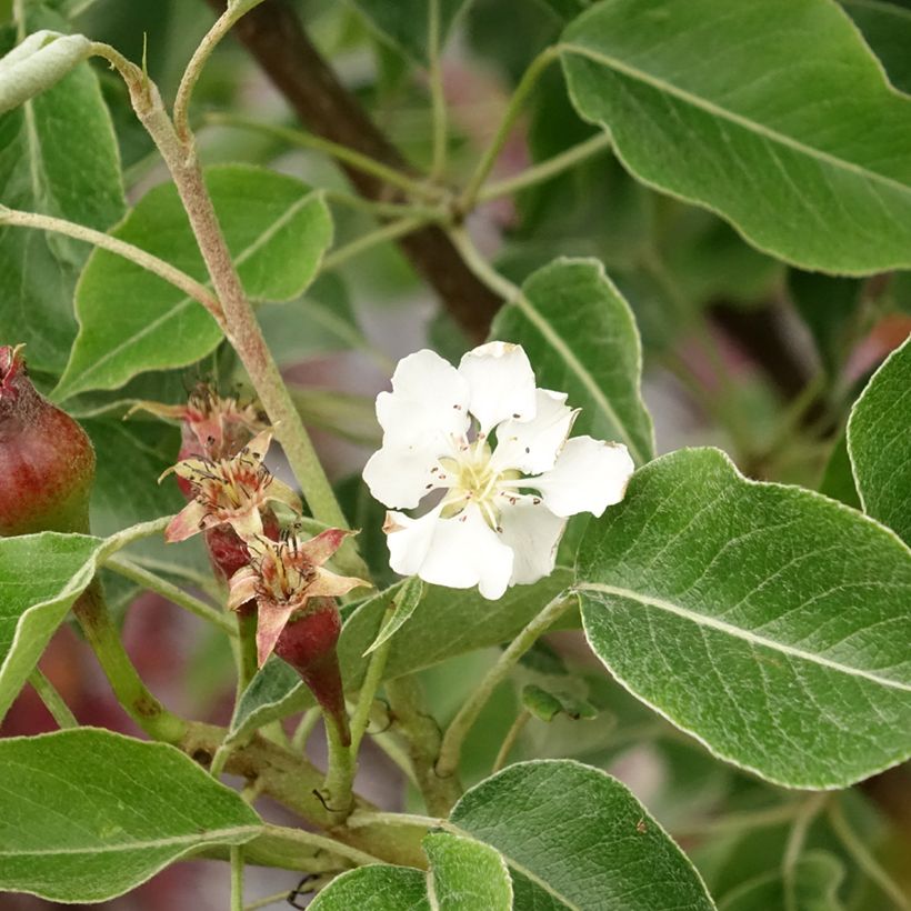 Perenboom Generaal Leclerc (Bloei)