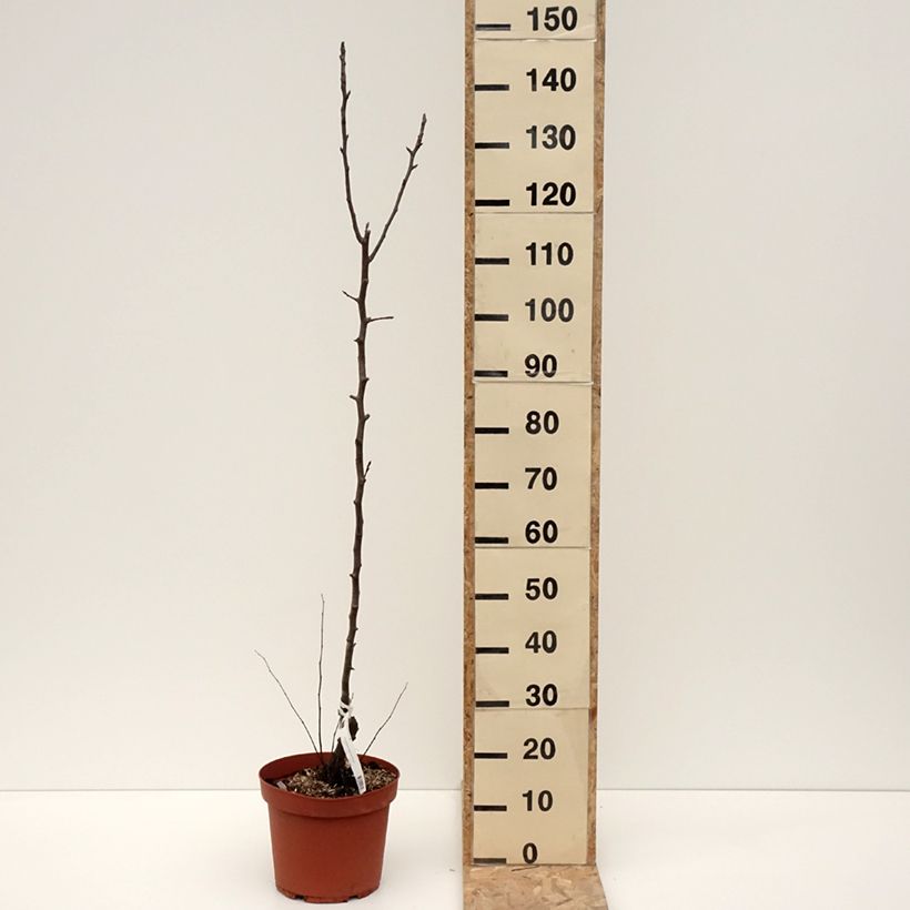 Exemplaar van Poirier Jules Guyot Pot de 7,5L/10L, Scion zoals geleverd in de winter