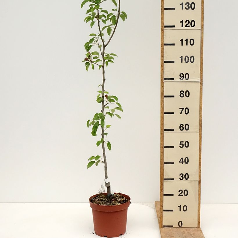 Exemplaar van Perenboom Jules Guyot Pot van 7,5 l/10 l, Onderstam zoals geleverd in de lente