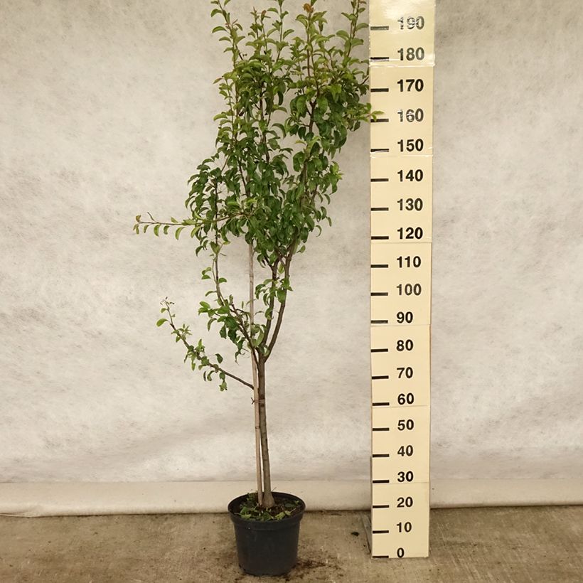 Exemplaar van Perenboom Louise Bonne d'Avranches Pot van 7,5 l/10 l, Kelkvormig zoals geleverd in de zomer