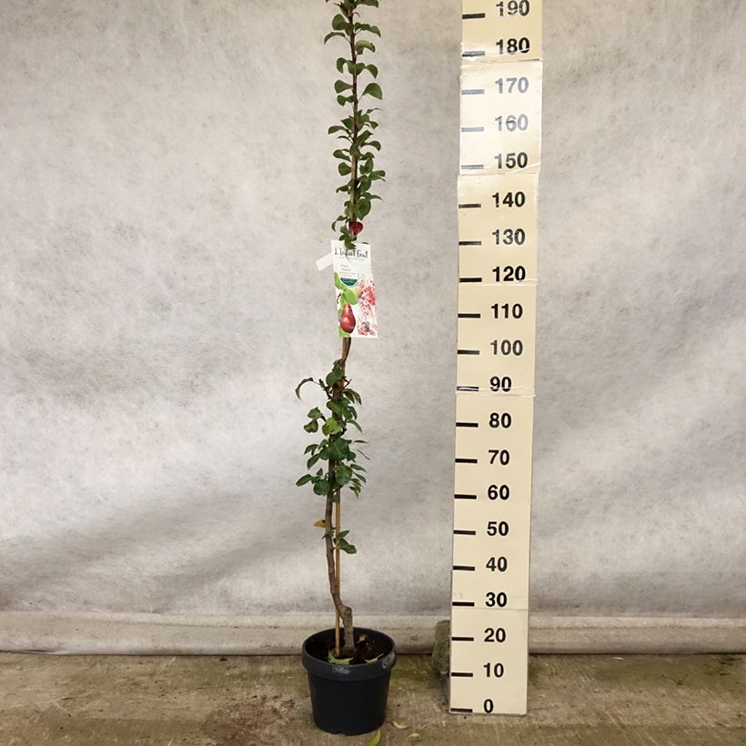 Exemplaar van Zuilvormige perenboom Moscou Pot van 7,5 l/10 l, Zuilvormig zoals geleverd in de herfst